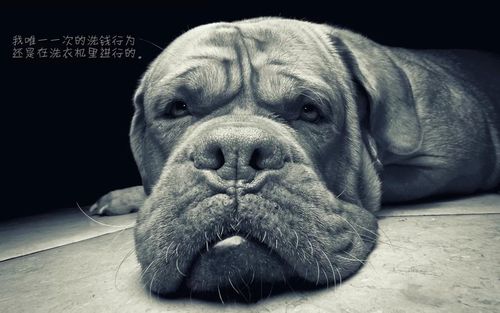 哲风壁纸高清全屏：打造个性化视觉盛宴的秘诀